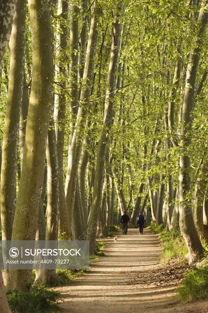 London Plane Wood (Platanus acerifolia) in Gallecs Area of Natural Interest. Province of Barcelona. Spain.