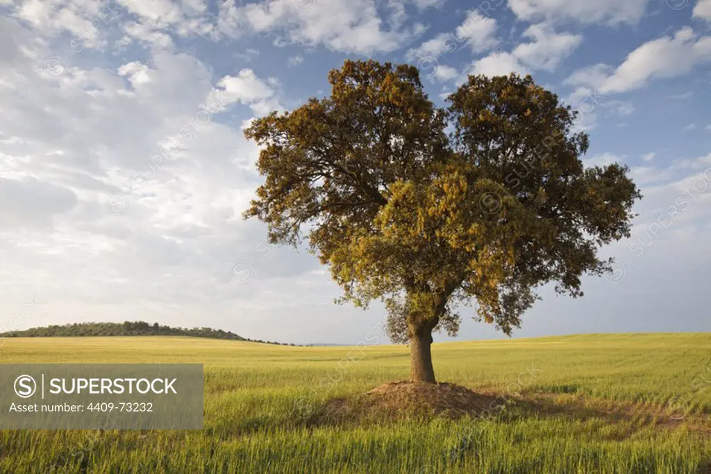 Holm Oak (Quercus ilex), Belianes-Preixana, Area of Natural Interest. Province of Lleida. Spain.