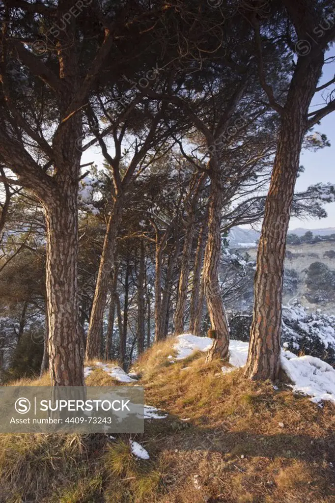 Pine Wood in Turons de la Plana Ausetana Area of Natural Interest. Province of Barcelona. Spain.