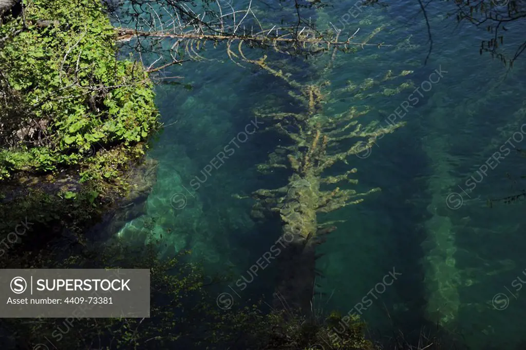 Croatia. Plitvice Lakes National Park. Founded in 1949. Tree submerged in the water. UNESCO World Heritage Site.