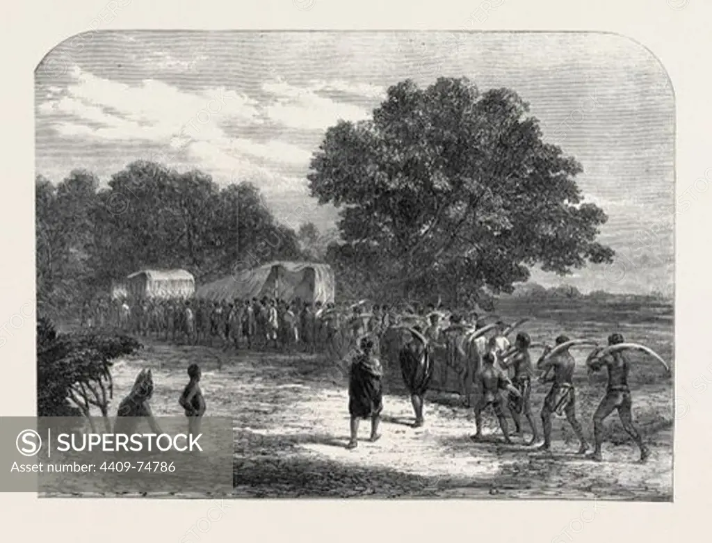 BRINGING IVORY TO THE WAGGONS IN SOUTH AFRICA, 1868.