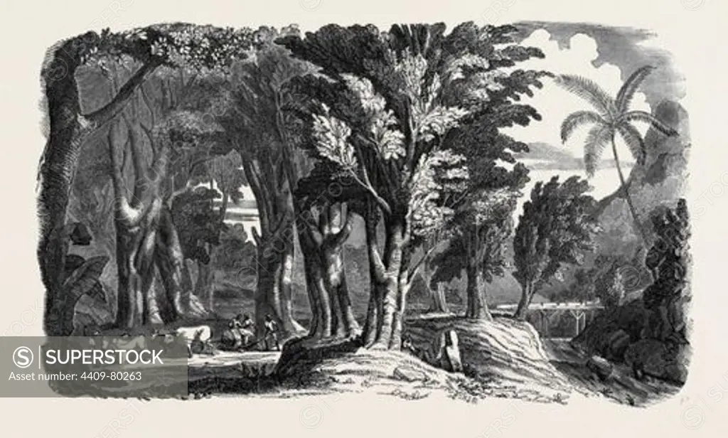 MAHOGANY TREES IN THE WEST INDIES.