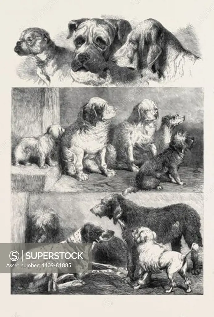 PRIZE DOGS FROM THE EXHIBITION OF SPORTING AND OTHER DOGS HELD LAST WEEK AT BIRMINGHAM, DECEMBER 14, 1861.