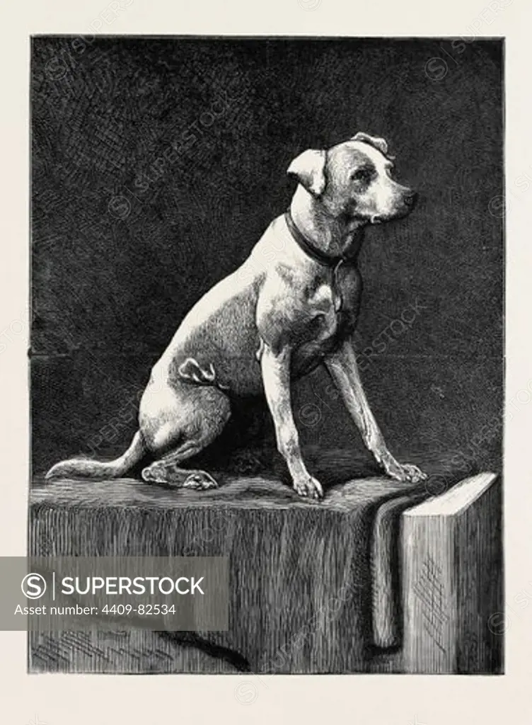 AN ADVENTUROUS DOG: "REGIMENTAL JACK," AN AFGHAN CAMPAIGNER.
