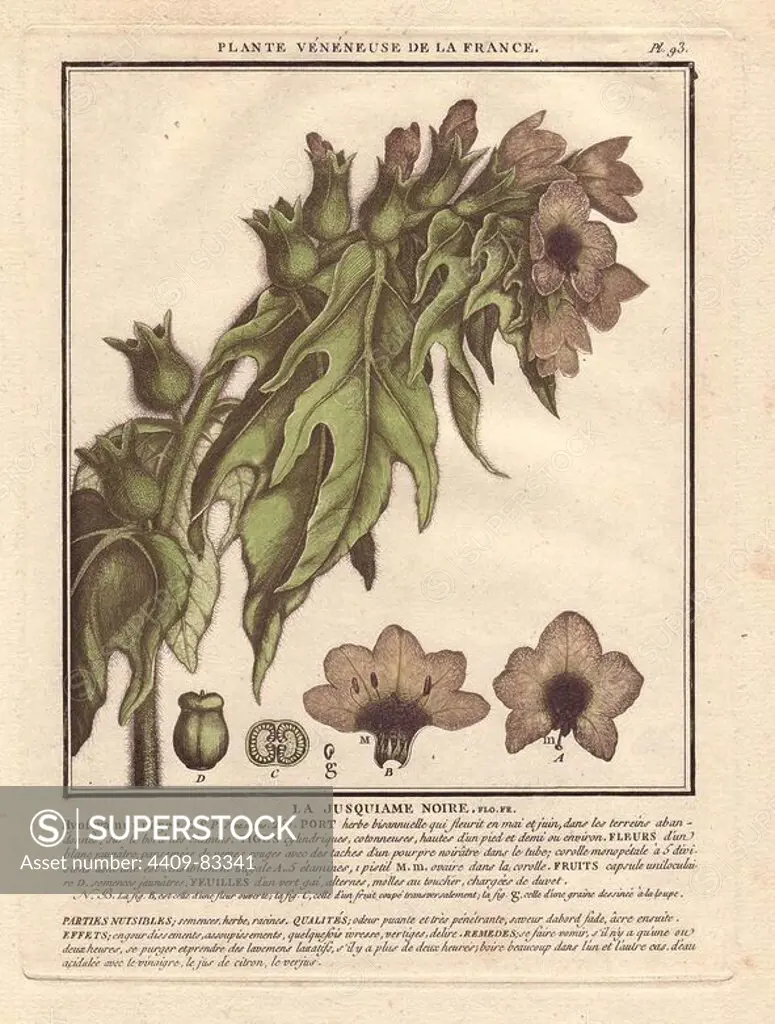 Henbane or stinking nightshade (Hyoscyamus niger), poisonous plant.. La jusquiame noire. French botanist Jean Baptiste François Pierre Bulliard was born around 1742 at Aubepierre-en-Barrois (Haute Marne) and died on 26 September 1793 in Paris. He studied at Angers, and later illustrated and published a number of botanical and mycological works on French flora. He studied art and engraving under Francois Martinet, the celebrated artist of many of Buffon's natural history books.