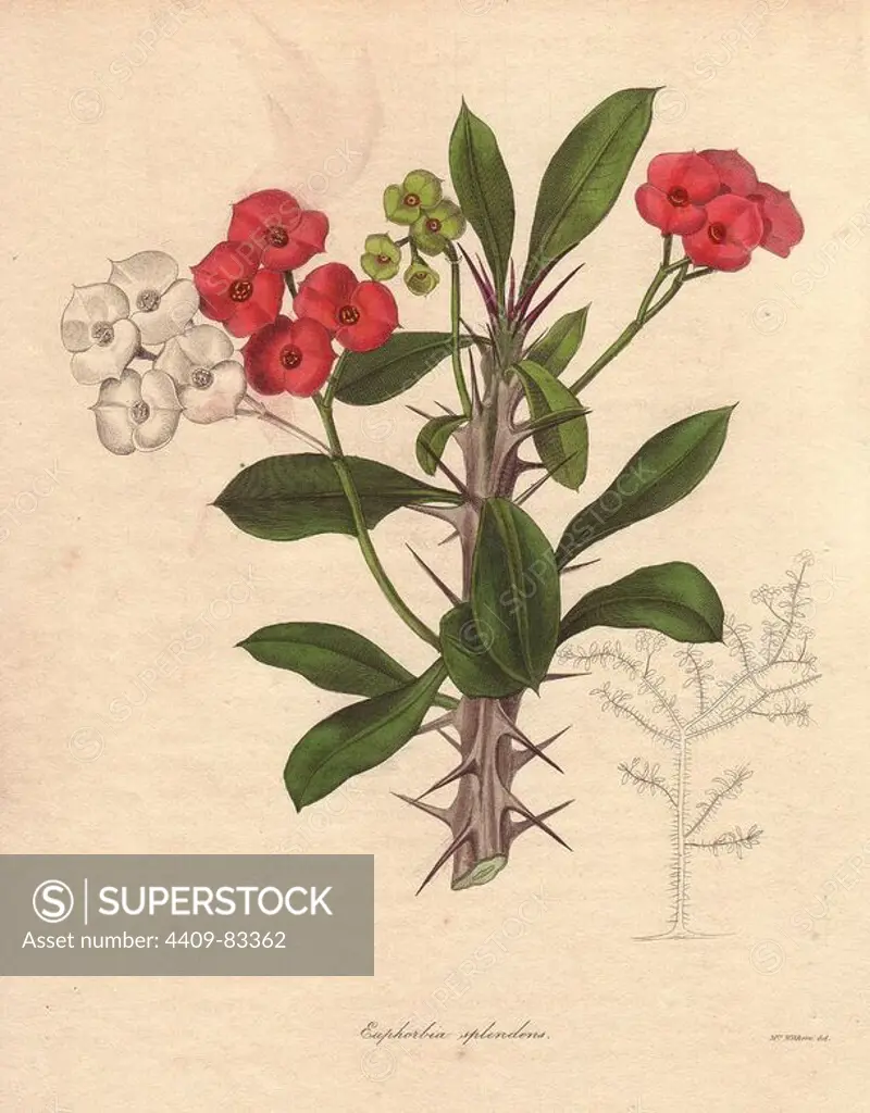 Euphorbia milii. The crown of thorns (or christ plant) is a species of spurge native to Madagascar. It takes its name from the thorny stems and small crimson florets. Augusta Innes Withers (1793~1877): Augusta Baker, a clergyman's daughter, lived and worked in London all her life. She married an accountant, Theodore Withers, 20 years her senior, and gave lessons in flower painting. She became Flower Painter in Ordinary to Queen Adelaide. During the 1830s and 40s, she drew for books and magazines such as Lindley's Pomological Magazine, Curtis's Botanical Magazine, and Transactions of the Horticultural Society. At one time, she applied to JD Hooker at the Royal Botanical Garden at Kew for the post of Botanical Flower Painter, but she was rejected. Her most famous illustrations were the orchid paintings in James Bateman's Orchidacae of Mexico and Guatemala (1837~41).. Benjamin Maund's The Botanist was a five-volume series that introduced 250 new plants from 1836 to 1842. The series is not