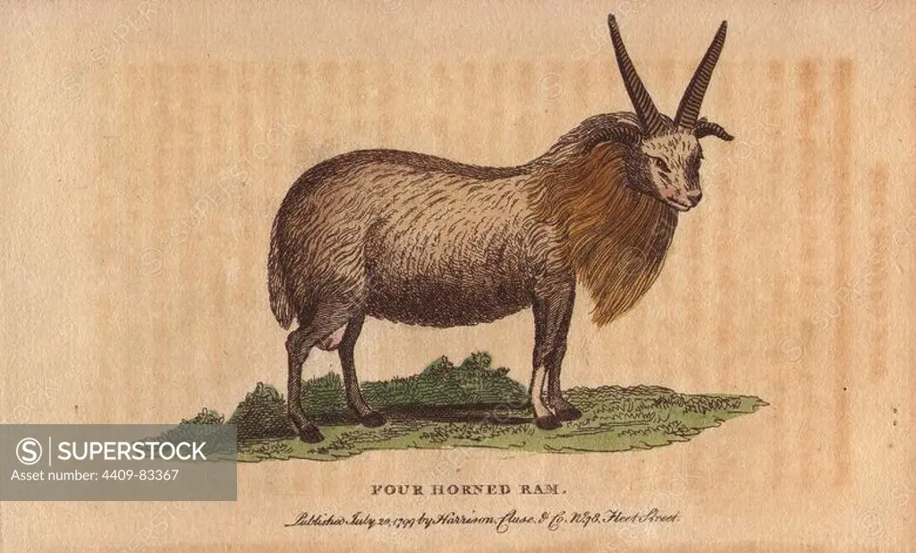 Four horned sheep. Ovis aries polycerata. Handcoloured copperplate engraving from "The Naturalist's Pocket Magazine; or, Complete Cabinet of the Curiosities and Beauties of Nature" (1798~1802) published by Harrison, London.