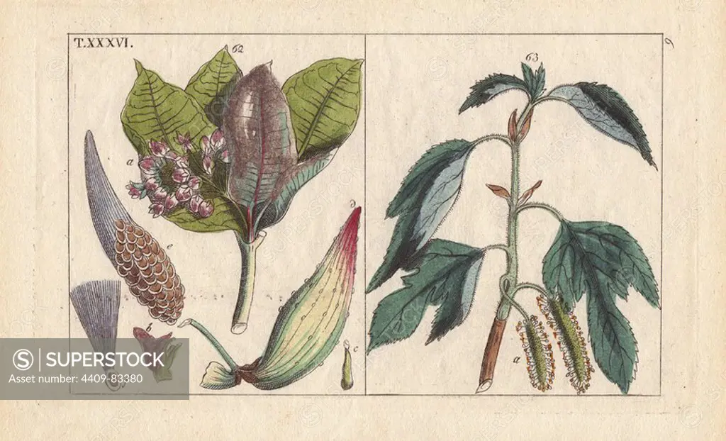 Milkweed, Asclepias frutescens (62), Paper Mulberry, Broussonetia papyrifera, Morus papyrifera (63). Handcolored copperplate engraving of a botanical illustration from G. T. Wilhelm's "Unterhaltungen aus der Naturgeschichte" (Encyclopedia of Natural History), Vienna, 1816. Gottlieb Tobias Wilhelm (1758-1811) was a Bavarian clergyman and naturalist in Augsburg, where the first edition was published.