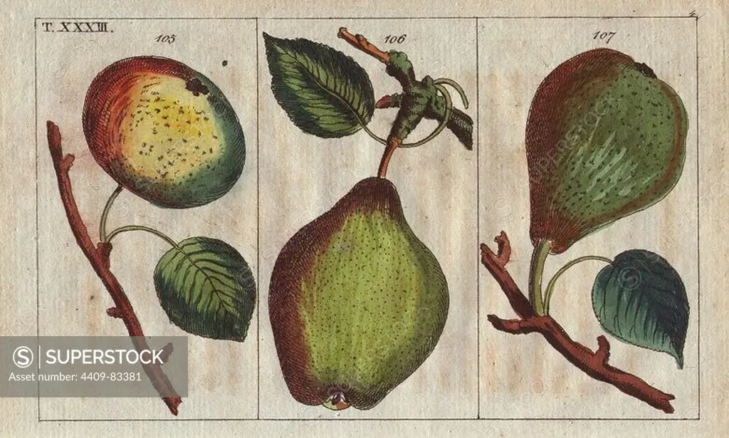 Pear varieties, Pyrus communis: summer Bergamot 105, grey butter 106, and long mouth-water pear 107. Handcolored copperplate engraving of a botanical illustration from G. T. Wilhelm's "Unterhaltungen aus der Naturgeschichte" (Encyclopedia of Natural History), Vienna, 1816. Gottlieb Tobias Wilhelm (1758-1811) was a Bavarian clergyman and naturalist in Augsburg, where the first edition was published.