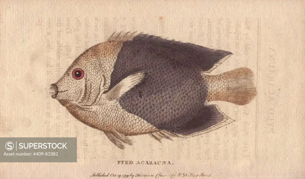 Pyed acarauna, a small American fish called by our sailors "old wife.". Acarauna. Illustration copied from Edwards.. Handcoloured copperplate engraving from "The Naturalist's Pocket Magazine; or, Complete Cabinet of the Curiosities and Beauties of Nature" (1798~1802) published by Harrison, London.