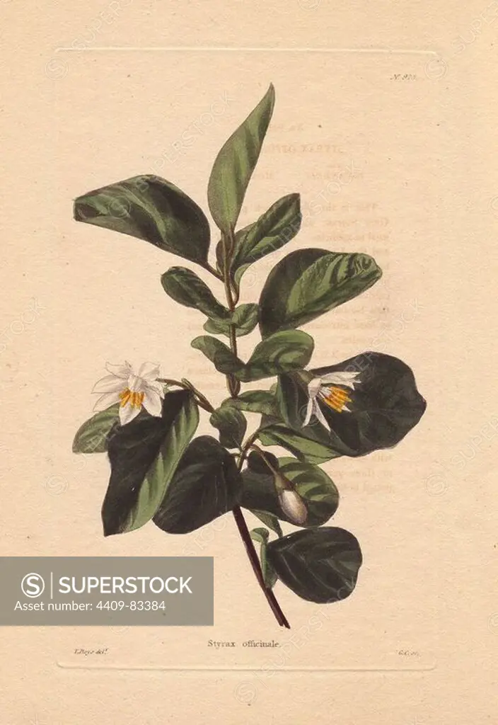 Styrax officinale. White storax . Illustration by T. Boys, engraved by George Cooke.. Conrad Loddiges and Sons published an illustrated catalogue of the nursery's plants entitled the Botanical Cabinet. The monthly magazine featured 10 hand-coloured illustrations and ran from 1817 to 1833 to total 2,000 plates. The publication introduced many exquisite camellias from China, exotic orchids and lilies from the New World, and about 100 varieties of heaths from South Africa, which were currently in vogue. (The Victorian era saw a series of manias for flowers - from roses and camellias to heaths, ferns and orchids.). Most of the plates were drawn by the author George Loddiges and local engraver George Cooke (1781~1834). The others were drawn by Loddiges' daughter Jane and his brother William, Cooke's brother William and his son Edward (who became a leading Victorian artist), apprentice engravers T. Boys and William Miller (who later became principal engraver to the artist J.M.W. Turner) and 