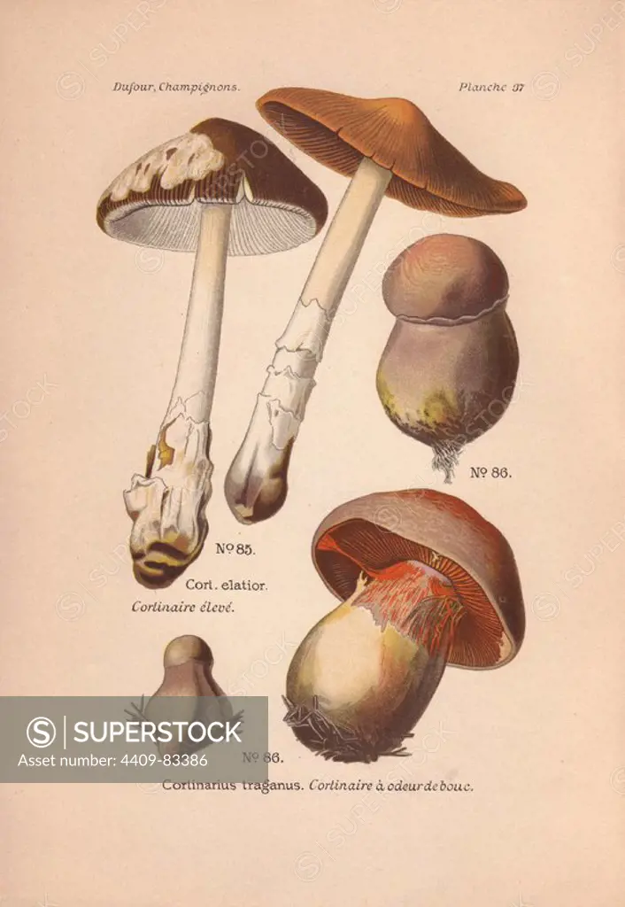 Cortinar or webcap mushrooms: long-stemmed Cortinarius elatior and bulbous brown Cortinarius traganus.. Chromolithograph from Leon Dufour's "Atlas des Champignons Comestibles et Veneneux" (1891).