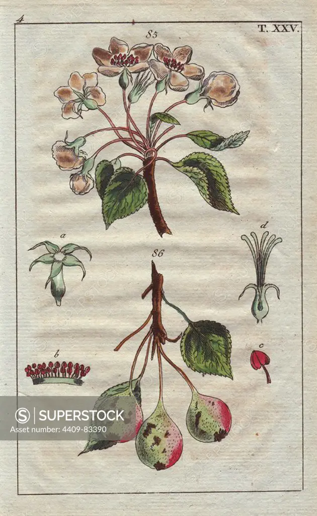 Wild pear tree, blossom, ripe fruit, flowers, Pyrus sylvestris. Handcolored copperplate engraving of a botanical illustration from G. T. Wilhelm's "Unterhaltungen aus der Naturgeschichte" (Encyclopedia of Natural History), Vienna, 1816. Gottlieb Tobias Wilhelm (1758-1811) was a Bavarian clergyman and naturalist in Augsburg, where the first edition was published.