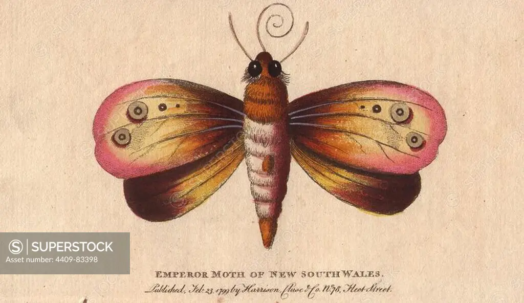 Emperor moth of New South Wales. Opodiphthera eucalypti or Syntherata janetta . Handcoloured copperplate engraving from "The Naturalist's Pocket Magazine; or, Complete Cabinet of the Curiosities and Beauties of Nature" (1798~1802) published by Harrison, London.