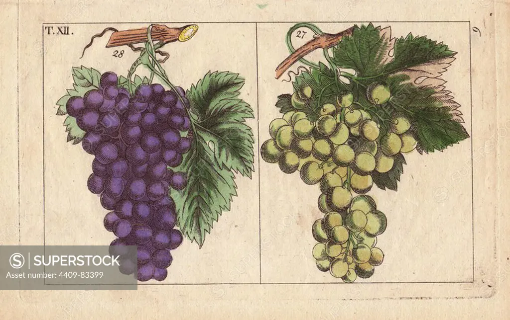 Blue and white muscat grapes, Vinis vitifera. Handcolored copperplate engraving of a botanical illustration by J. Schaly from G. T. Wilhelm's "Unterhaltungen aus der Naturgeschichte" (Encyclopedia of Natural History), Vienna, 1817. Gottlieb Tobias Wilhelm (1758-1811) was a Bavarian clergyman and naturalist in Augsburg, where the first edition was published.