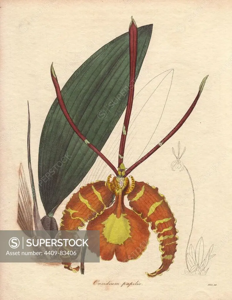 Psychopsis papilio or butterfly orchid is a native of South America and Trinidad with large yellow and reddish-brown flowers. Illustration by Miss R. Mills (active 1836~1842): she was also the main illustrator for Knowles and Westcotts The Floral Cabinet (1837-1842). Benjamin Maund's The Botanist was a five-volume series that introduced 250 new plants from 1836 to 1842. The series is notable for its many female artists: the plates were drawn by Maund's daughters Sarah and Eliza, Augusta Withers, Priscilla Bury, Jane Taylor, Miss R. Mills among others. The other characteristic is partial colouring - many of the finely detailed copperplate engravings are left with part of the flower and leaves uncoloured.