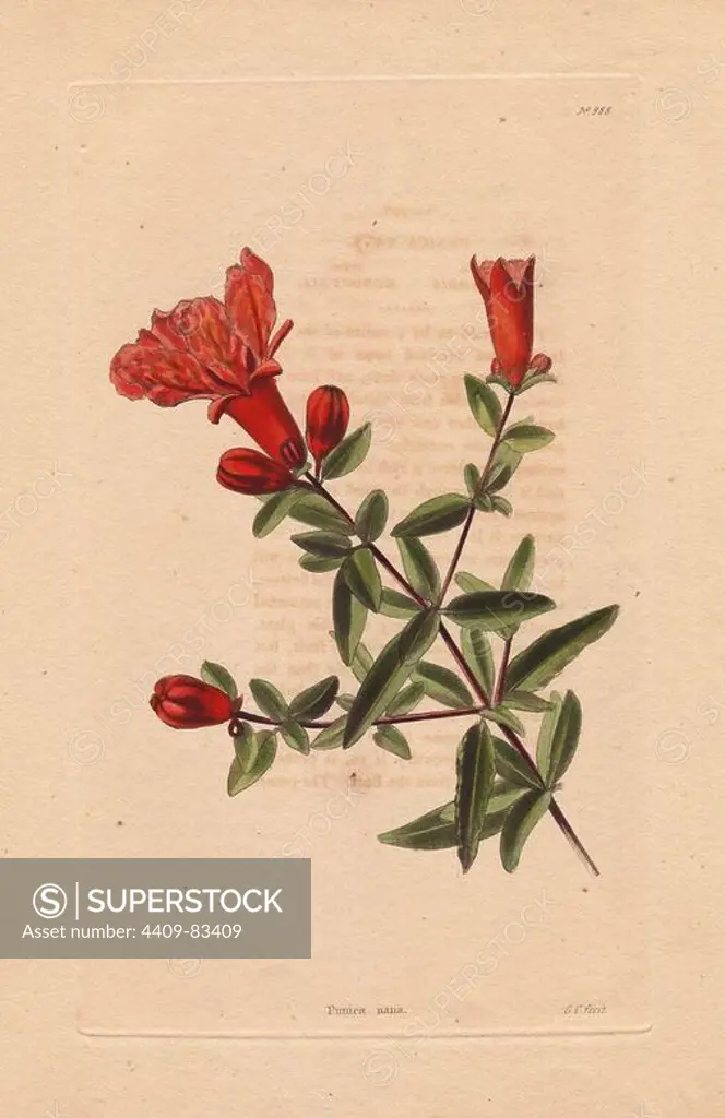 Punica nana. Dwarf pomegranate with scarlet flowers.. Conrad Loddiges and Sons published an illustrated catalogue of the nursery's plants entitled the Botanical Cabinet. The monthly magazine featured 10 hand-coloured illustrations and ran from 1817 to 1833 to total 2,000 plates. The publication introduced many exquisite camellias from China, exotic orchids and lilies from the New World, and about 100 varieties of heaths from South Africa, which were currently in vogue. (The Victorian era saw a series of manias for flowers - from roses and camellias to heaths, ferns and orchids.). Most of the plates were drawn by the author George Loddiges and local engraver George Cooke (1781~1834). The others were drawn by Loddiges' daughter Jane and his brother William, Cooke's brother William and his son Edward (who became a leading Victorian artist), apprentice engravers T. Boys and William Miller (who later became principal engraver to the artist J.M.W. Turner) and Miss Rebello. All the plates wer