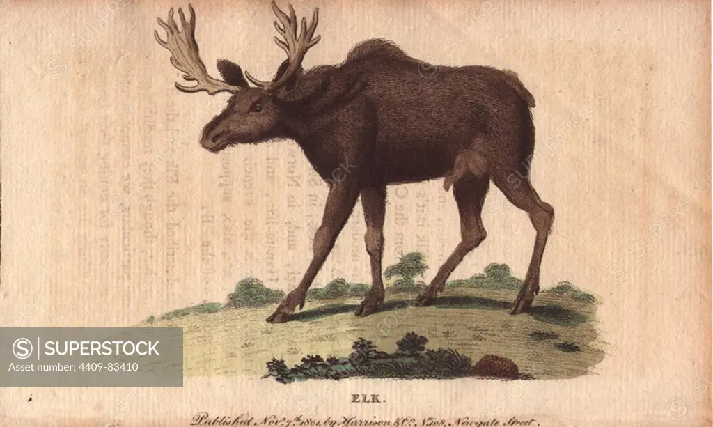Elk or wapiti. Cervus canadensis. "The flesh of the elk is said to be light and nourishing; but the nose of the moose-deer according to Pennant is reckoned the greatest delicacy in all Canada.". Handcoloured copperplate engraving from "The Naturalist's Pocket Magazine; or, Complete Cabinet of the Curiosities and Beauties of Nature" (1798~1802) published by Harrison, London.