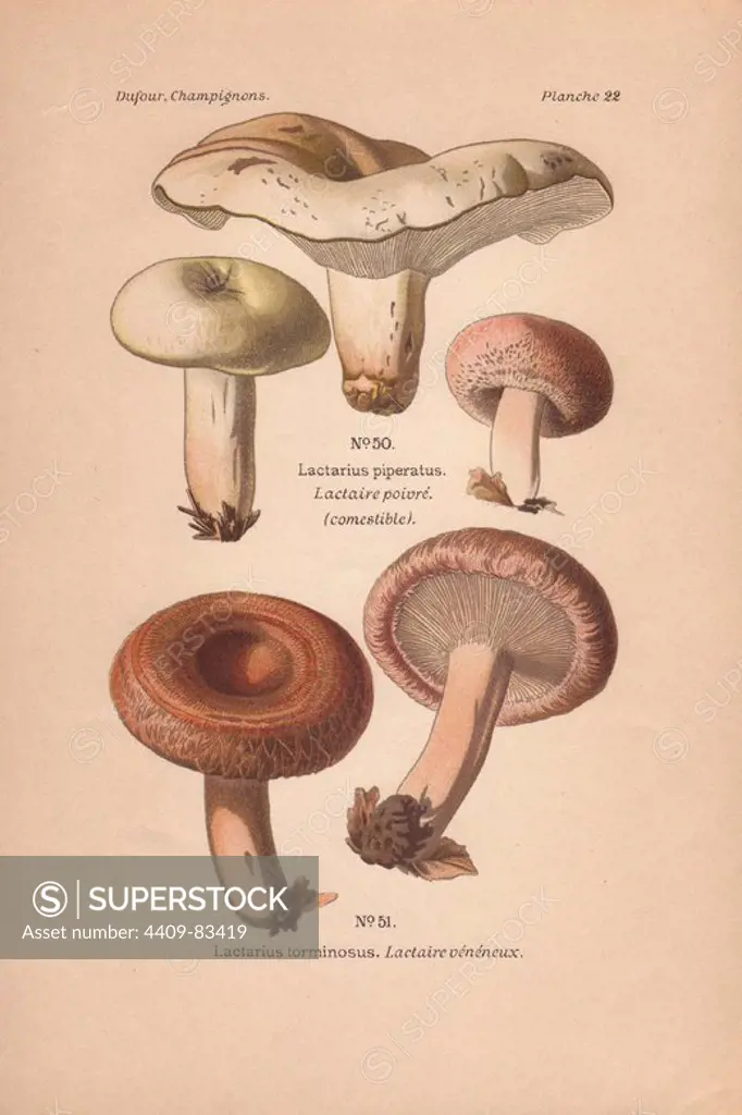 Milk-cap mushrooms: edible peppery mik-cap Lactarius piperatus and the poisonous woolly milk-cap Lactarius torminosus.. Chromolithograph from Leon Dufour's "Atlas des Champignons Comestibles et Veneneux" (1891).