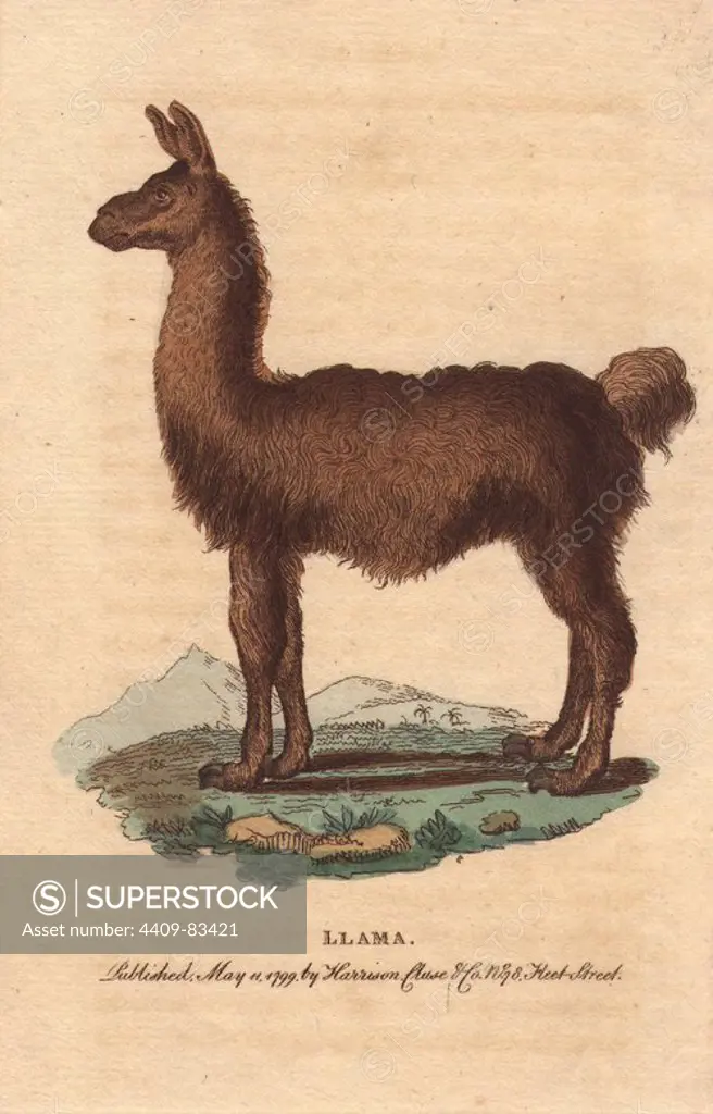 The llama is a South American camelid, widely used as a pack and meat animal by Andean cultures since pre-hispanic times.. Lama glama. "Through the whole extent of Peru these animals are extremely numerous. Their flesh is good eating, their wool is excellent, and their whole lives are spent transporting the commodities of the country.". Handcoloured copperplate engraving from "The Naturalist's Pocket Magazine; or, Complete Cabinet of the Curiosities and Beauties of Nature" (1798~1802) published by Harrison, London.