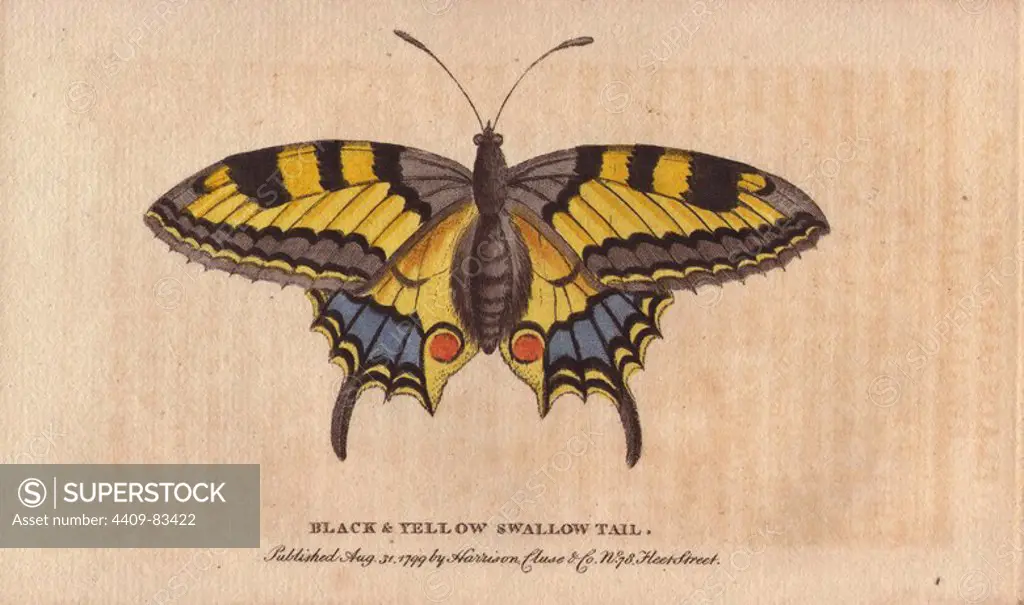 Black and yellow swallowtail butterfly. Papilio machaon. "This beautiful butterfly is of English production. It was first figured by George Edwards, from a subject sent to him out of Norfolk.". Handcoloured copperplate engraving from "The Naturalist's Pocket Magazine; or, Complete Cabinet of the Curiosities and Beauties of Nature" (1798~1802) published by Harrison, London.