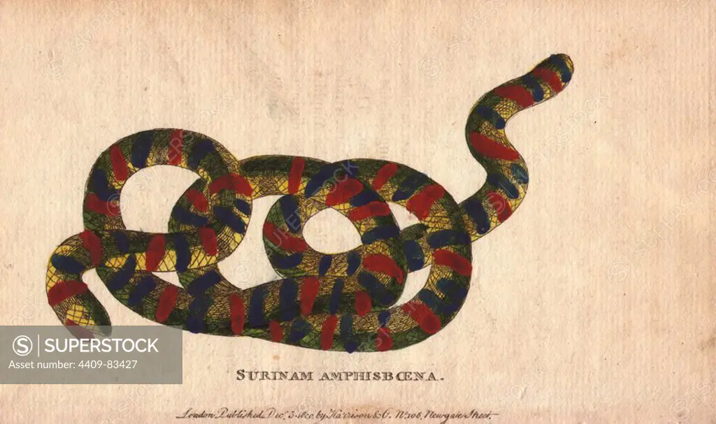 Surinam amphisboena or tropical worm lizard. Amphisbaena sp.. Illustration by Maria Sybilla Merian. Handcoloured copperplate engraving from "The Naturalist's Pocket Magazine; or, Complete Cabinet of the Curiosities and Beauties of Nature" (1798~1802) published by Harrison, London.