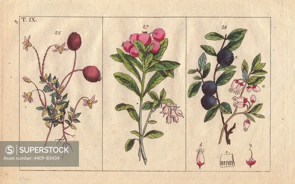 Cranberry, Vaccinium oxycoccos, cowberry, V. vitis idaea and bog bilberry, V. uliginosum. Handcolored copperplate engraving of a botanical illustration by J. Schaly from G. T. Wilhelm's "Unterhaltungen aus der Naturgeschichte" (Encyclopedia of Natural History), Vienna, 1816. Gottlieb Tobias Wilhelm (1758-1811) was a Bavarian clergyman and naturalist in Augsburg, where the first edition was published.