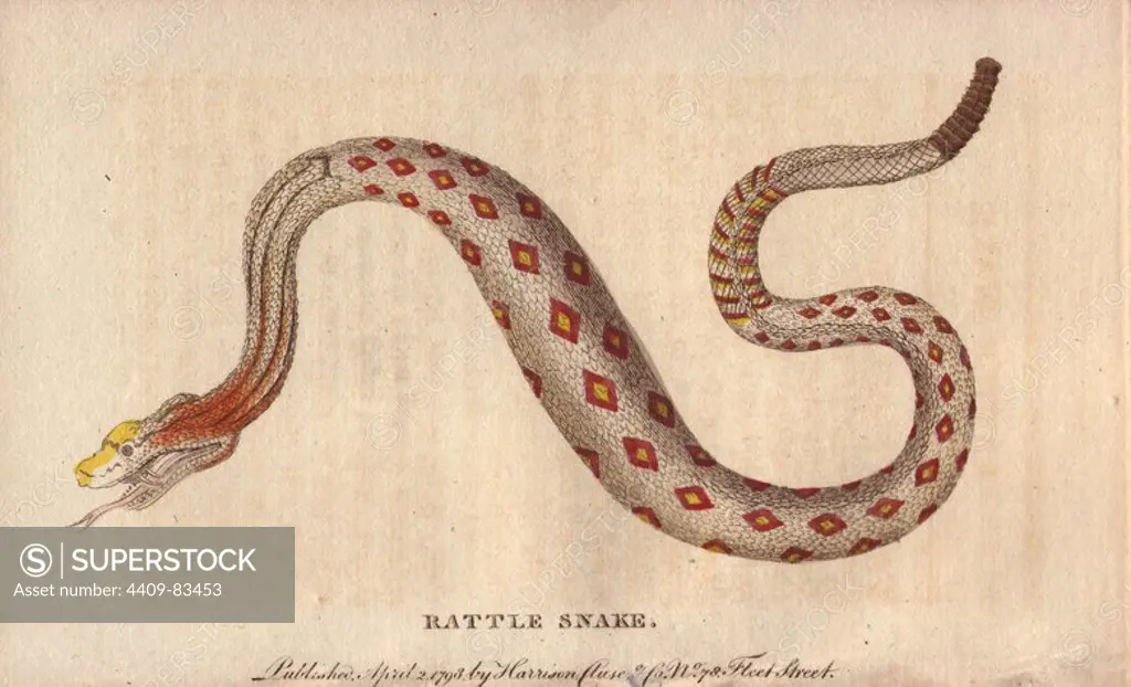 Rattlesnake. Crotalus cerastes. "In the History of Peru, an account is given of a young woman who was wounded by a rattlesnake and died on the spot before any relief could be obtained; and, when the corpse came to be taken up, the flesh separated from the bones, so speedily did the violence of the poison dissolve the structure of the body.". Handcoloured copperplate engraving from "The Naturalist's Pocket Magazine; or, Complete Cabinet of the Curiosities and Beauties of Nature" (1798~1802) published by Harrison, London.