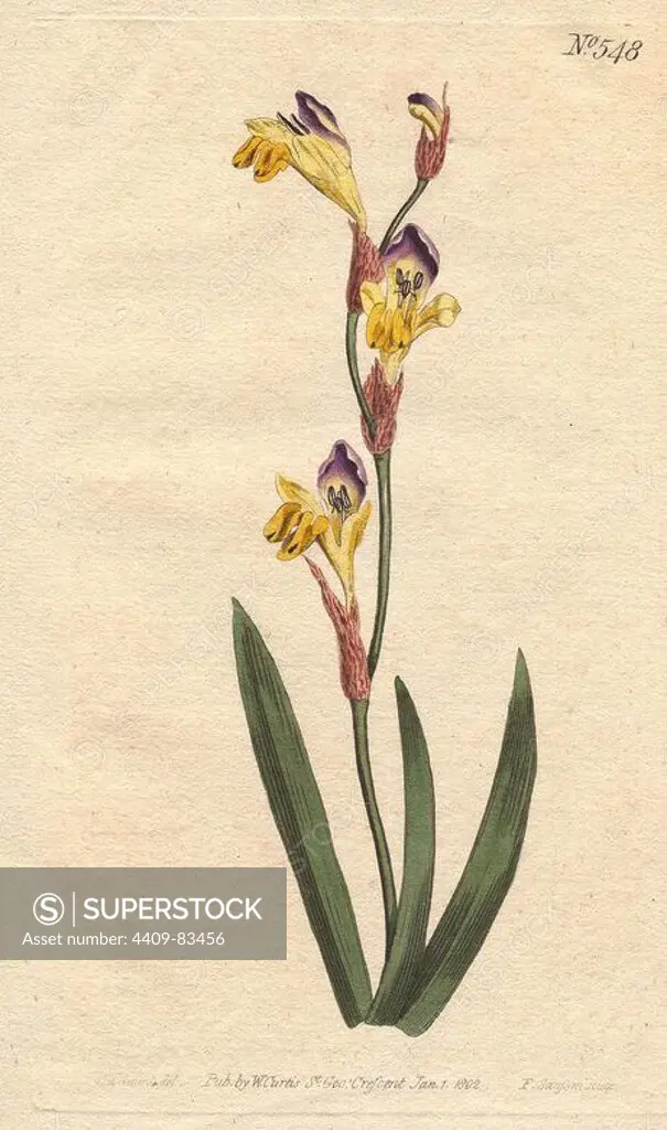 Ringent ixia with yellow, purple and brown flowers.. Ixia bicolor. Handcolored copperplate engraving from a botanical illustration by Sydenham Edwards from William Curtis's "Botanical Magazine" 1802.