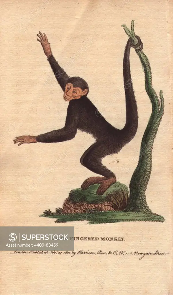 Four-fingered monkey, coaita, spotted monkey, or black spider monkey. Ateles paniscus. "In Oxford Road," says Edwards, near Soho Square, I lately (AD1761) saw, at a house where they shew wild beasts, etc., a black monkey, something like a middle-sized black monkey: they called him a Spider Monkey, from the thinness and length of his limbs and tail.". Handcoloured copperplate engraving from "The Naturalist's Pocket Magazine; or, Complete Cabinet of the Curiosities and Beauties of Nature" (1798~1802) published by Harrison, London.