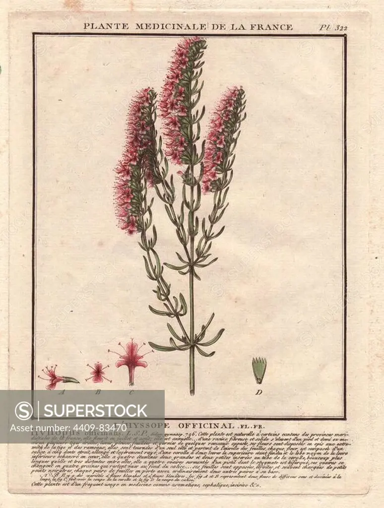 Herb Hyssop (Hyssopus officinalis) is an antiseptic, cough reliever, and expectorant, and commonly used as an aromatic herb and medicinal plant.. French botanist Jean Baptiste François Pierre Bulliard was born around 1742 at Aubepierre-en-Barrois (Haute Marne) and died on 26 September 1793 in Paris. He studied at Angers, and later illustrated and published a number of botanical and mycological works on French flora. He studied art and engraving under Francois Martinet, the celebrated artist of many of Buffon's natural history books.