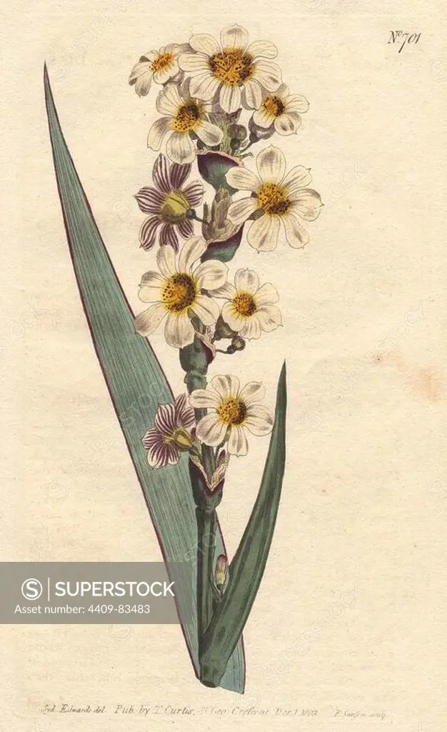 Streaked flowered marica with white, yellow and purple-striped flowers.. Marica striata. Handcolored copperplate engraving from a botanical illustration by Sydenham Edwards from William Curtis's "Botanical Magazine" 1803.