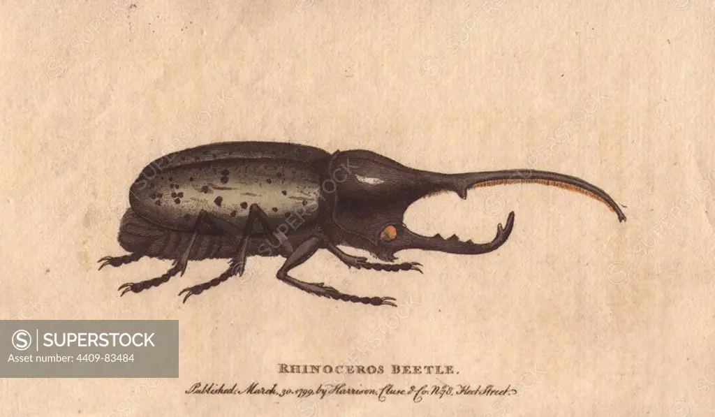 Rhinoceros beetle "brought from the island of Guadaloupe.". Dynastes hercules. Handcoloured copperplate engraving from "The Naturalist's Pocket Magazine; or, Complete Cabinet of the Curiosities and Beauties of Nature" (1798~1802) published by Harrison, London.