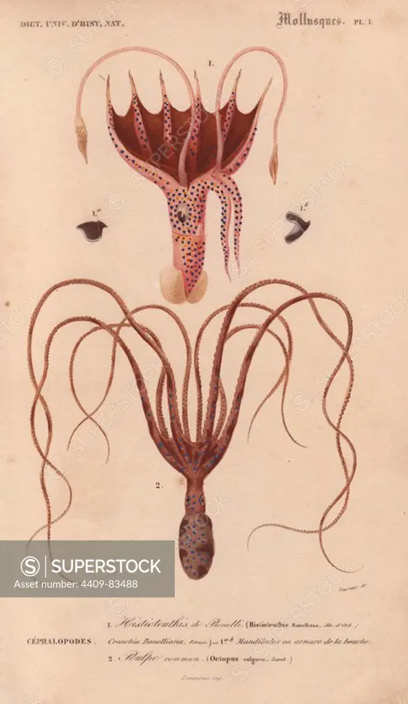 Squid (Histioteuthis bonnellii) and octopus (Octopus vulgaris).. Handcolored engraving by Pretre from Charles d'Orbigny's "Dictionnaire Universel d'Histoire Naturelle" (Universal Dictionary of Natural History) 1849. Charles d'Orbigny (1806~76) was a French naturalist. His father Charles Marie was a doctor in the French army and his elder brother Alcide was a famous naturalist and paleontologist. Charles started his studies at La Rochelle then left to study medicine in Paris. In 1834, he won an appointment in the geology department at the National Museum of Natural History. From 1837 to 1864 he headed the department of natural history, until ill health forced him to quit. He died in Paris on Feb. 14, 1876.