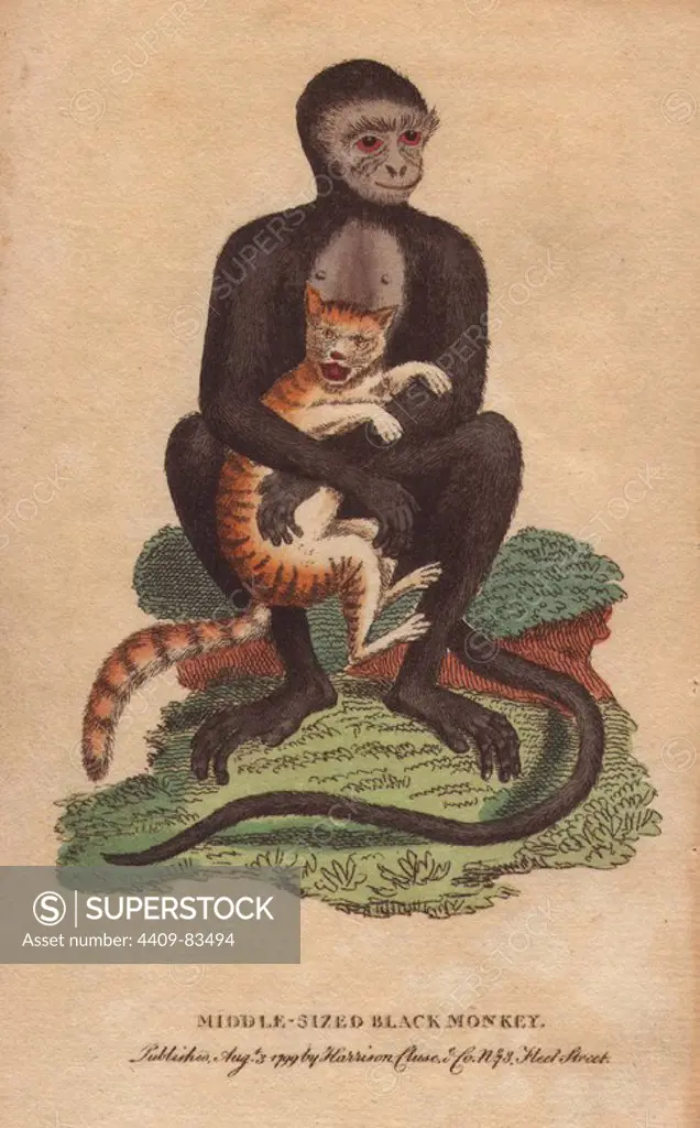 Middle sized black monkey (langur). Cercopithecus maurus. "This monkey, says George Edwards, was about the size of a large cat and of a gentle nature, in regard to hurting any one. He loved playing with a kitten, as most monkeys do.". Handcoloured copperplate engraving from "The Naturalist's Pocket Magazine; or, Complete Cabinet of the Curiosities and Beauties of Nature" (1798~1802) published by Harrison, London.