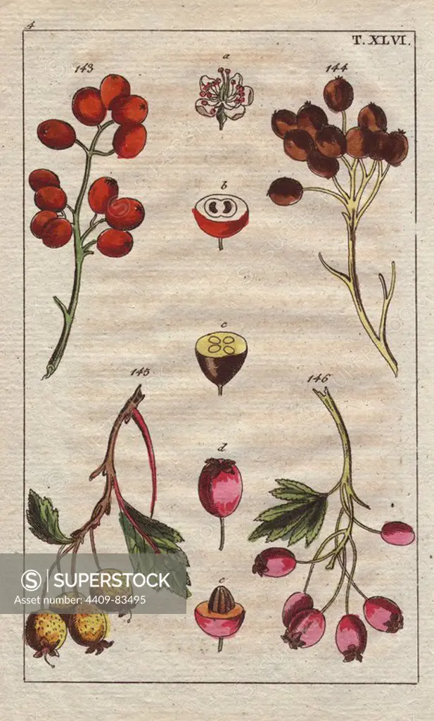 Berry varieties, Crataegus: Whitebeam, service tree, American hawthorn, and hawthorn. Handcolored copperplate engraving of a botanical illustration from G. T. Wilhelm's "Unterhaltungen aus der Naturgeschichte" (Encyclopedia of Natural History), Vienna, 1816. Gottlieb Tobias Wilhelm (1758-1811) was a Bavarian clergyman and naturalist in Augsburg, where the first edition was published.