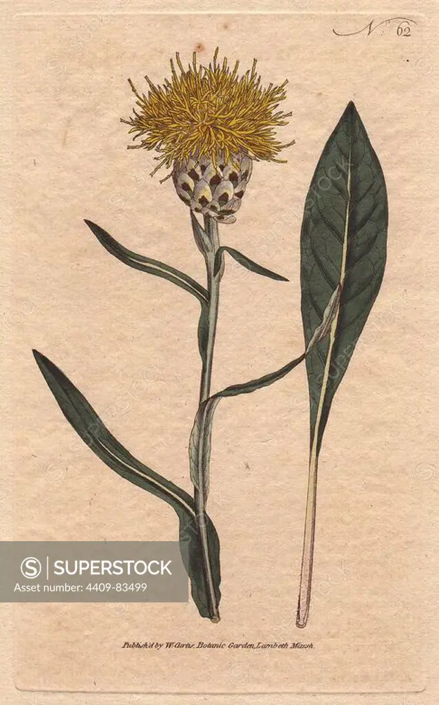 Woad-leaved centaurea with yellow fluffy flowers. A native of the east.. Centaurea glastifolia. Handcolored copperplate engraving from a botanical illustration by Sydenham Edwards from William Curtis's "Botanical Magazine" 1791.