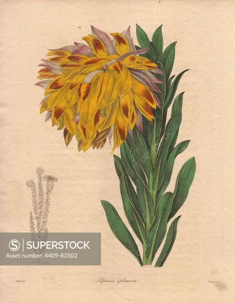The orange nodding head or mountain dahlia is a species of Liparia sphaerica with a large orange and yellow drooping flower from the Cape (South Africa).. Miss R. Mills (active 1836~1842): she was also the main illustrator for Knowles and Westcotts The Floral Cabinet (1837-1842). Benjamin Maund's The Botanist was a five-volume series that introduced 250 new plants from 1836 to 1842. The series is notable for its many female artists: the plates were drawn by Maund's daughters Sarah and Eliza, Augusta Withers, Priscilla Bury, Jane Taylor, Miss R. Mills among others. The other characteristic is partial colouring - many of the finely detailed copperplate engravings are left with part of the flower and leaves uncoloured.