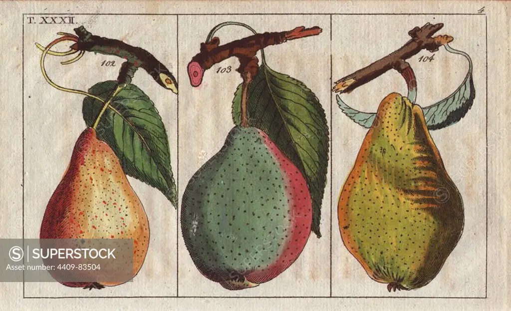 Pear varieties, Pyrus communis: Lorenz pear 102, Bell pear 103 and Virgouleuse 104. Handcolored copperplate engraving of a botanical illustration from G. T. Wilhelm's "Unterhaltungen aus der Naturgeschichte" (Encyclopedia of Natural History), Vienna, 1816. Gottlieb Tobias Wilhelm (1758-1811) was a Bavarian clergyman and naturalist in Augsburg, where the first edition was published.