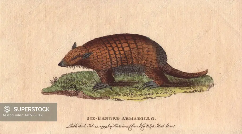 Six-banded or yellow armadillo. Euphractus sexcinctus. Handcoloured copperplate engraving from "The Naturalist's Pocket Magazine; or, Complete Cabinet of the Curiosities and Beauties of Nature" (1798~1802) published by Harrison, London.