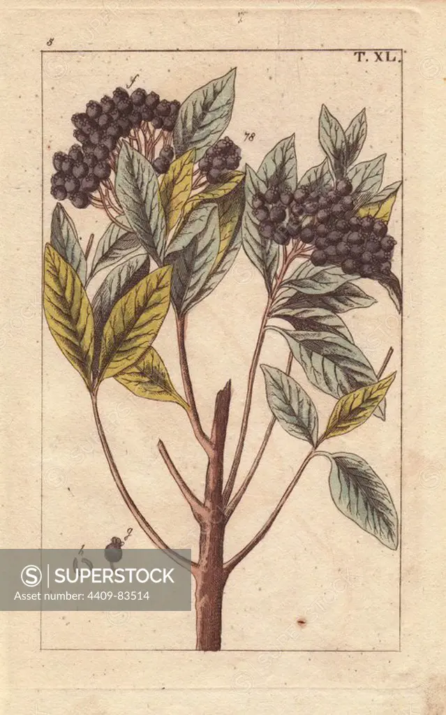 Allspice, pimento or Jamaica pepper, Myrtus pimenta, Pimenta dioica. Handcolored copperplate engraving of a botanical illustration by J. Schaly from G. T. Wilhelm's "Unterhaltungen aus der Naturgeschichte" (Encyclopedia of Natural History), Vienna, 1816. Gottlieb Tobias Wilhelm (1758-1811) was a Bavarian clergyman and naturalist in Augsburg, where the first edition was published.