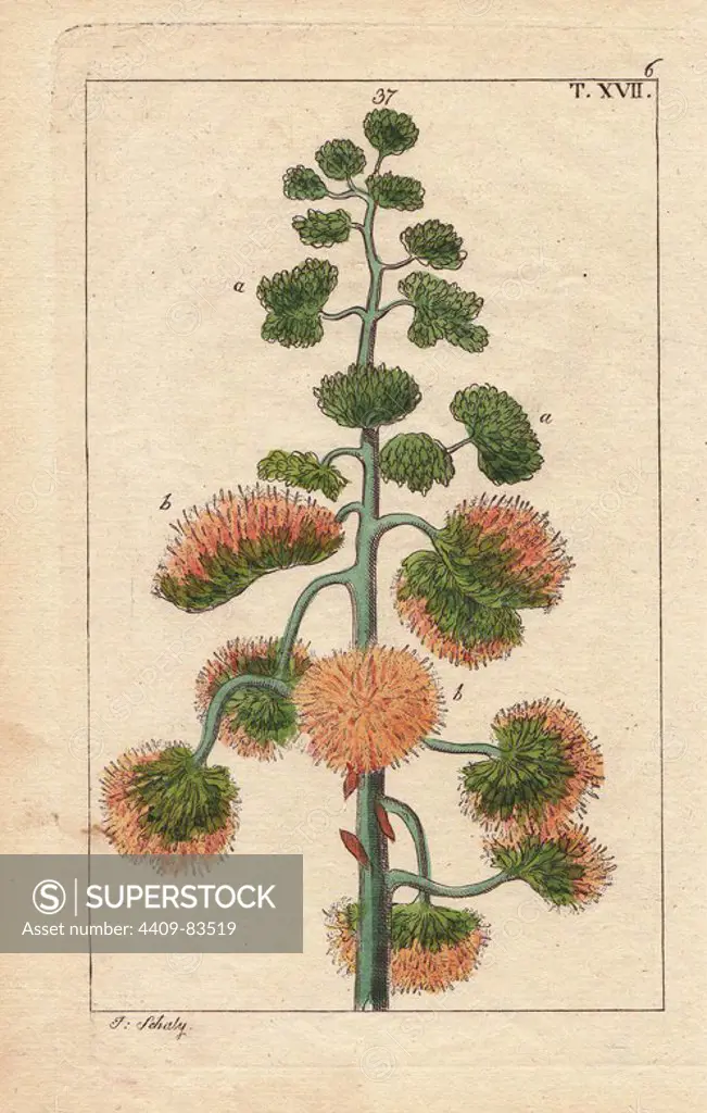 Century plant, maguey, or American aloe, Agave americana. Handcolored copperplate engraving of a botanical illustration from G. T. Wilhelm's "Unterhaltungen aus der Naturgeschichte" (Encyclopedia of Natural History), Vienna, 1816. Gottlieb Tobias Wilhelm (1758-1811) was a Bavarian clergyman and naturalist in Augsburg, where the first edition was published.