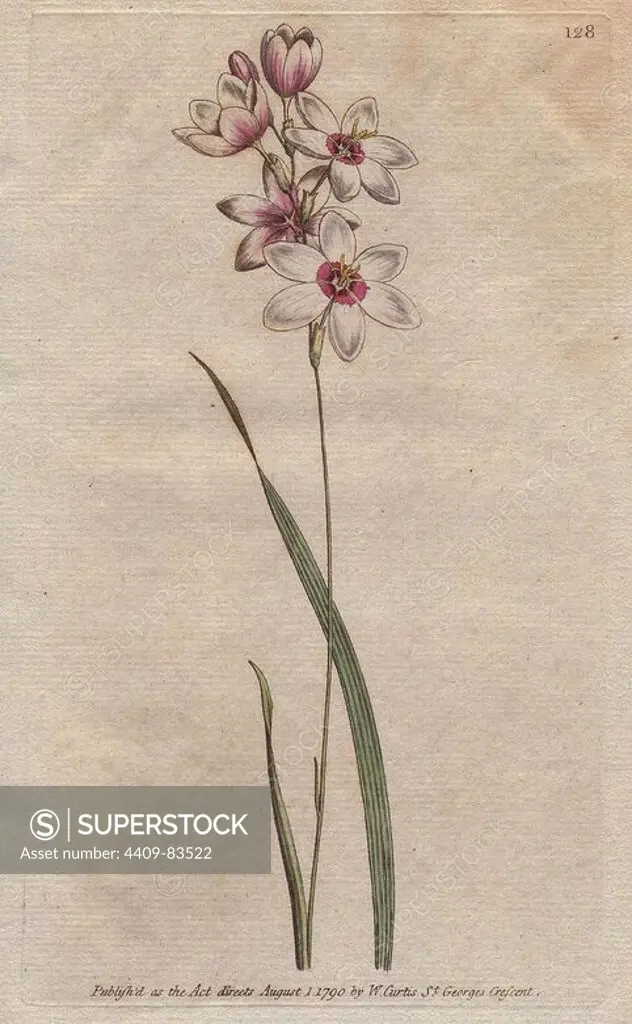 Bending-stalked ixia with pale purple tinged white flowers. Ixia flexuosa. Handcolored copperplate engraving from a botanical illustration by Sydenham Edwards from William Curtis's "Botanical Magazine" 1790.