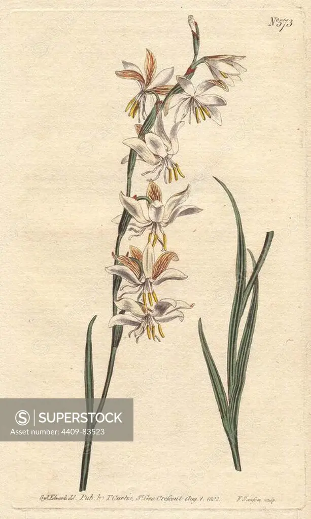Nodding-flowered ixia with white, orange and yellow veined flowers.. Ixia radiata . Handcolored copperplate engraving from a botanical illustration by Sydenham Edwards from William Curtis's "Botanical Magazine" 1802.