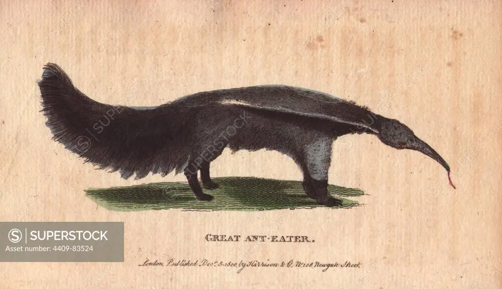 Great ant eater or ant bear. Myrmecophaga tridactyla. "Messrs Aublet and Olivier assured Buffon that the great ant eater feeds by means of its tongue only, which is covered with a viscous humour, to which the insects adhere: and these gentlemen add that it's flesh is not bad.". Handcoloured copperplate engraving from "The Naturalist's Pocket Magazine; or, Complete Cabinet of the Curiosities and Beauties of Nature" (1798~1802) published by Harrison, London.