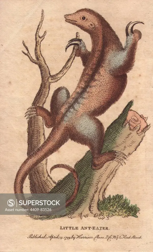 Little anteater or silky anteater . Cyclopes didactylus (Myrmecophaga didactyla). "By the natives of Guiana, where it inhabits, It is called, Buffon says, the ouatiriouaou." Illustration copied from a drawing by George Edwards. "This drawing was taken from the stuffed skin of the animal in the possession of his Excellency Count Perron, Ambassador from the King of Sardinia. Handcoloured copperplate engraving from "The Naturalist's Pocket Magazine; or, Complete Cabinet of the Curiosities and Beauties of Nature" (1798~1802) published by Harrison, London.