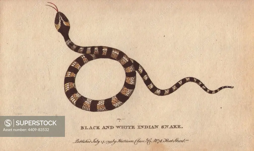Black and white indian snake. "This snake, George Edwards informs us, was brought from the East Indies. It was the property of Mr. Sclater, a druggist in London, who had obliged him with the use of this and other Indian snakes, preserved in spirits of wine.". Handcoloured copperplate engraving from "The Naturalist's Pocket Magazine; or, Complete Cabinet of the Curiosities and Beauties of Nature" (1798~1802) published by Harrison, London.