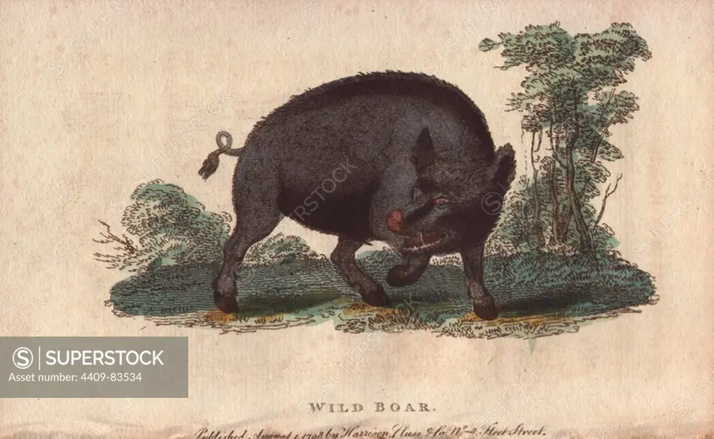 Wild boar. Sus scrofa. "All its habits are gross, all its appetites impure, all its sensations confined to a furious lust and a brutal gluttony.". Handcoloured copperplate engraving from "The Naturalist's Pocket Magazine; or, Complete Cabinet of the Curiosities and Beauties of Nature" (1798~1802) published by Harrison, London.