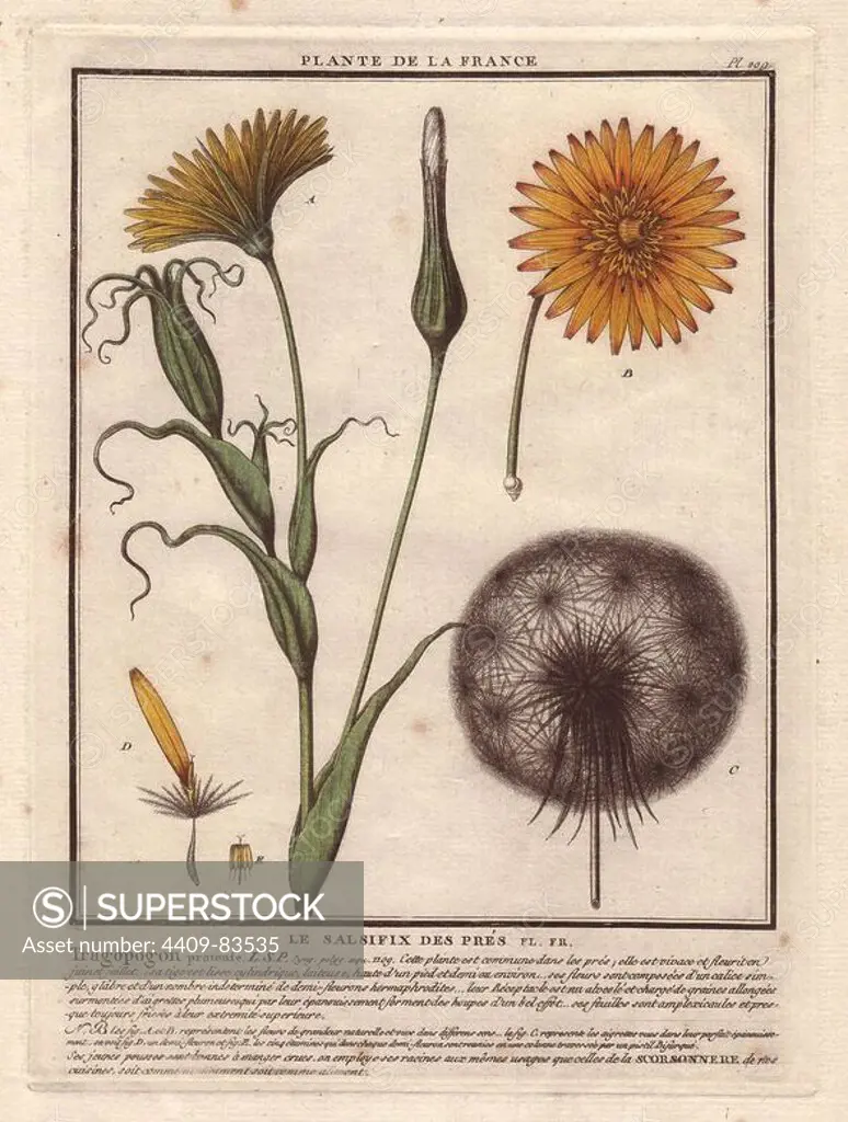 Meadow Salsify (Tragopogon pratensis).. French botanist Jean Baptiste François Pierre Bulliard was born around 1742 at Aubepierre-en-Barrois (Haute Marne) and died on 26 September 1793 in Paris. He studied at Angers, and later illustrated and published a number of botanical and mycological works on French flora. He studied art and engraving under Francois Martinet, the celebrated artist of many of Buffon's natural history books.