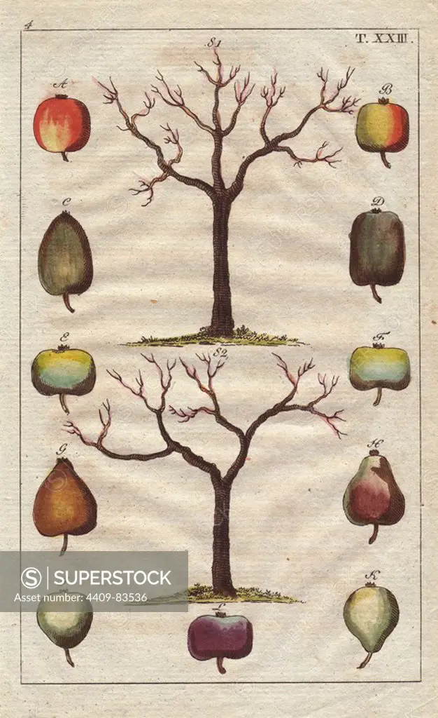 Fruit tree trunks, with apples and pears, Malus domestica, Pyrus communis. Handcolored copperplate engraving of a botanical illustration from G. T. Wilhelm's "Unterhaltungen aus der Naturgeschichte" (Encyclopedia of Natural History), Vienna, 1816. Gottlieb Tobias Wilhelm (1758-1811) was a Bavarian clergyman and naturalist in Augsburg, where the first edition was published.